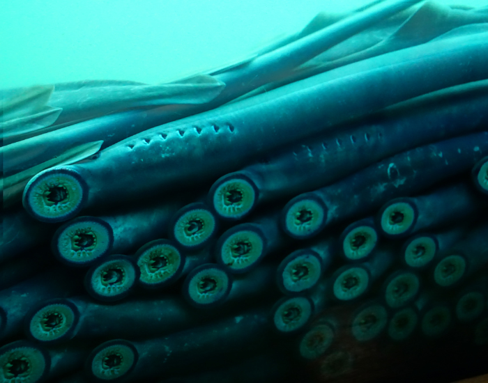 sucker mouths of lamprey fish in a fish tank