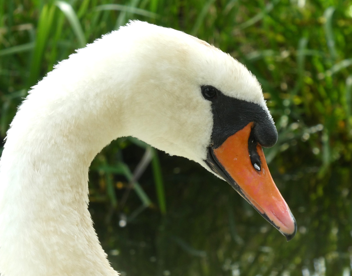 swab.webp close up of a sawn's beak