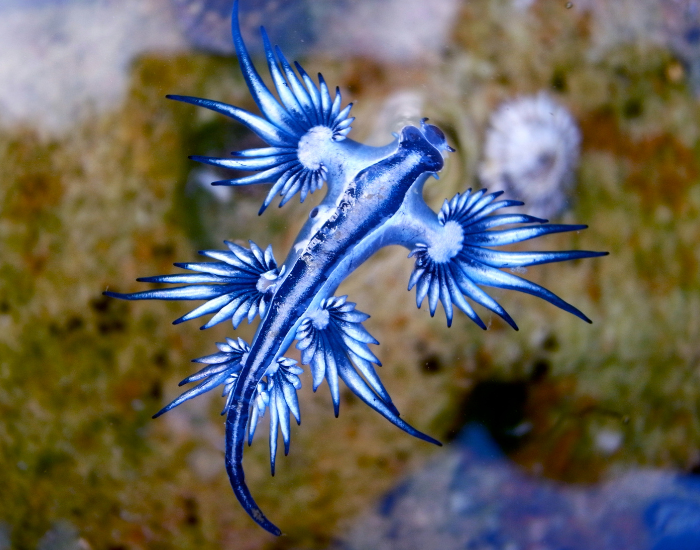 swimming-Blue-Dragon-Glaucus-atlanticus.webp Blue dragon swimming
