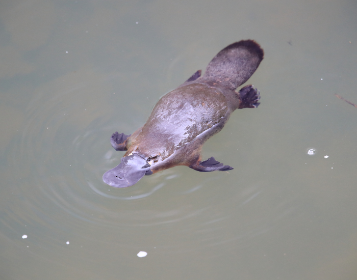 swimming-platypus-4.webp platypus swimming on the surface of a river