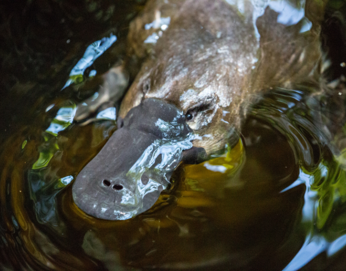 swimming-platypus.webp Close up of a platypus swimming