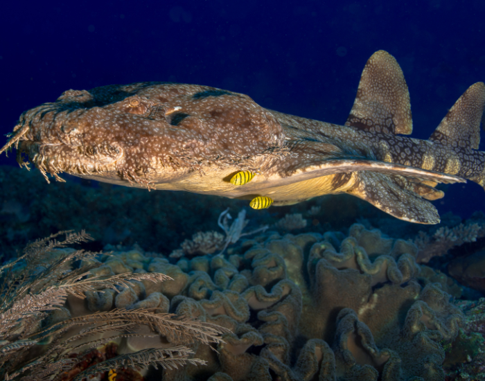 wobbegong swimming underwater near coral
