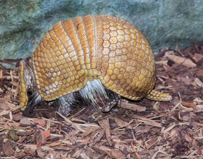 three-banded-armadillo.webp Three banded armadillo standing on ground