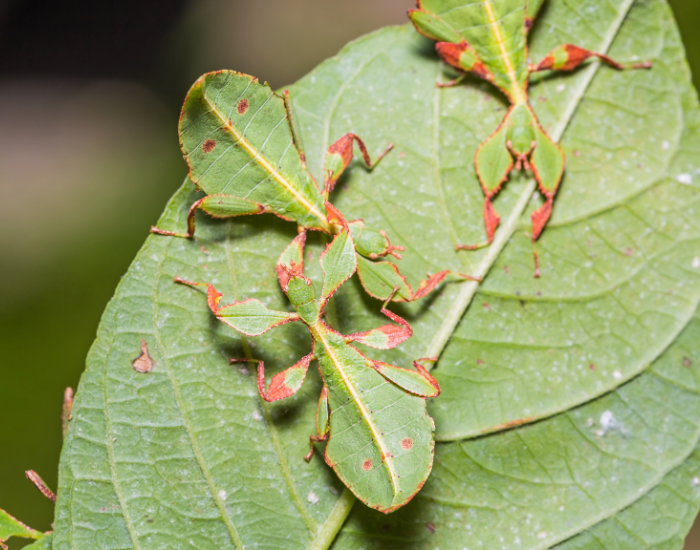 three-green-leaf-insects.webp three leaf insects on top of a leaf