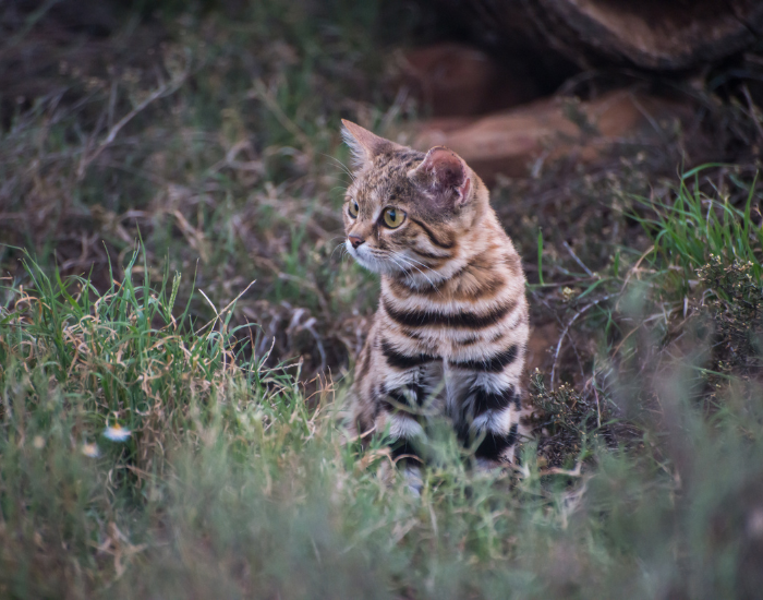 black footed cat in the wild