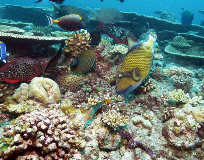 titan-trigger-fish-feeding.webp titan trigger fish feeding surrounded by many coral reefs and many colourful fish