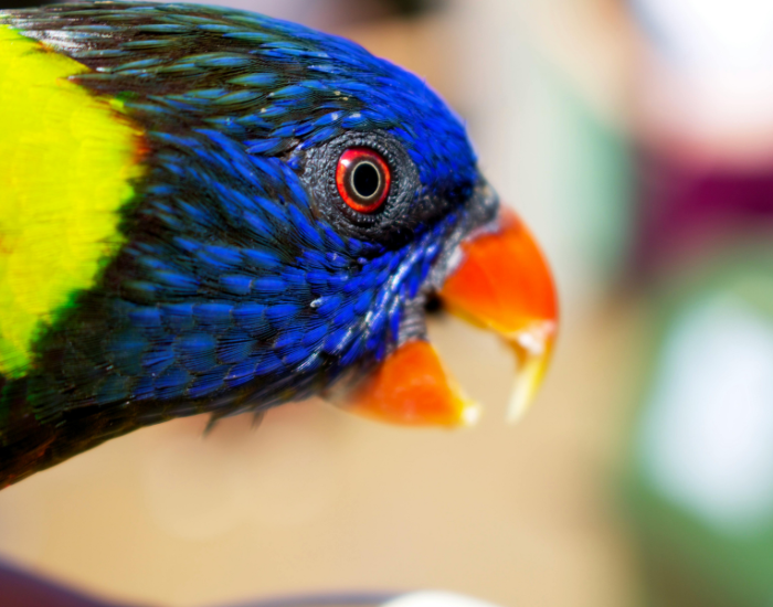 tongue-close-uprainbow-lorikeet.webp close up of a rainbow lorikeet with its mouth open