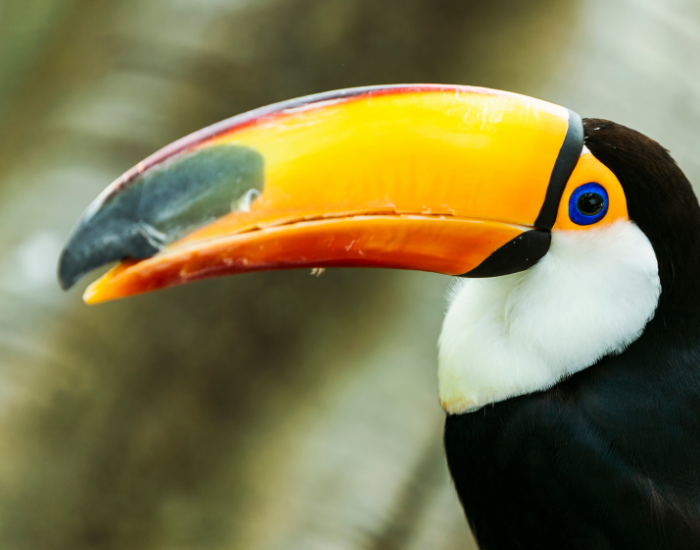 toucan.webp Close up of a toucan's beak