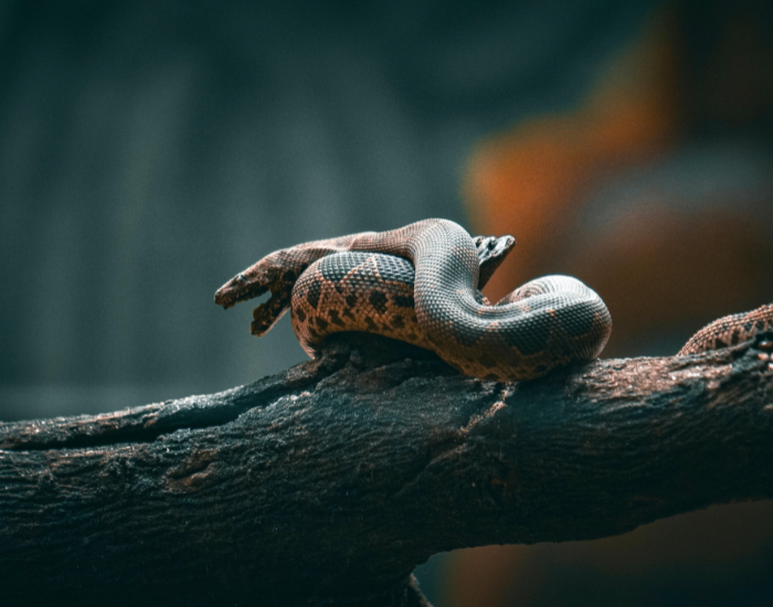 tree-branch-Common-Boa-Boa-constrictor-imperator.webp boa constrictor on a log