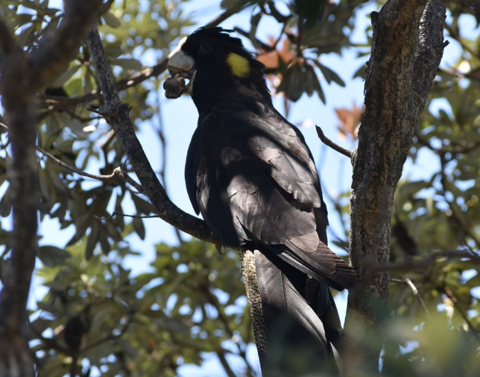 tree-yellow-cockatoo.webp yellow tailed cockatoo on a tree eating a seed