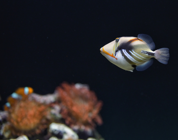 trigger-fish-coran-clown-fish-behind.webp trigger fish swimming near as coral and a clown fish behind