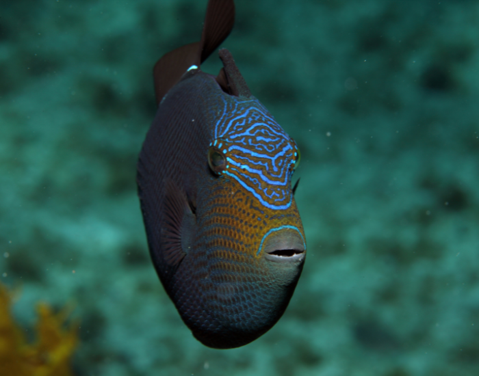 trigger-fish-frontal.webp frontal shot of a trigger fish swimming