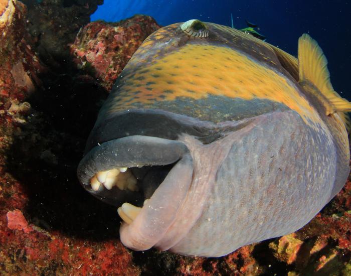 trigger-fish-teeth.webp titan trigger fish feeding