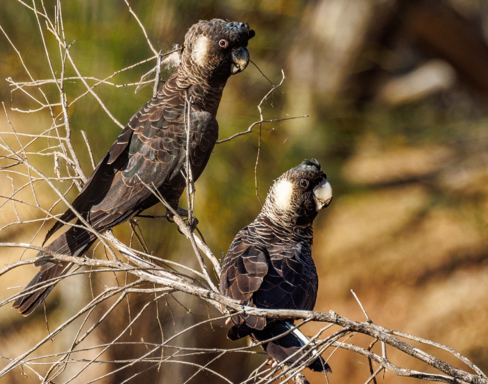 two-Carnabys-Black-Cockatoo.webp Carnaby's Black Cockatoo