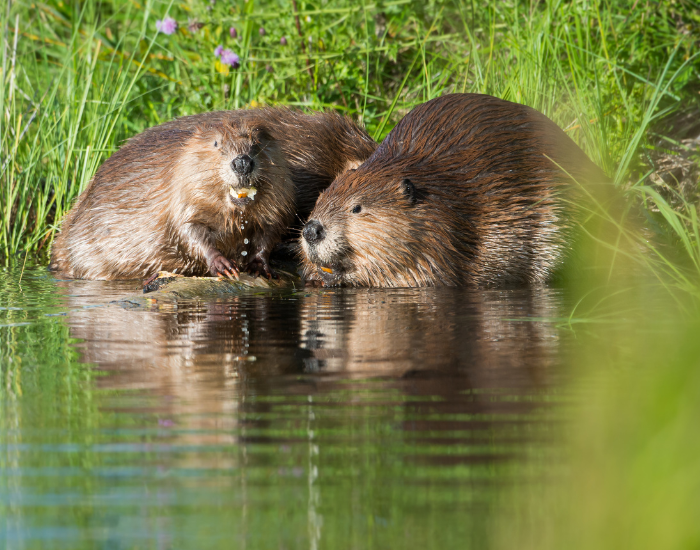 two-beavers.webp