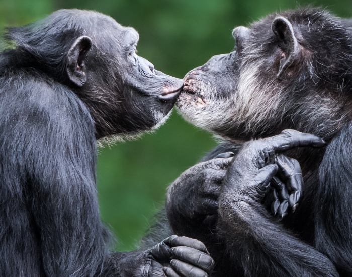 two-chimpanzees.webp two chimpanzees kissing