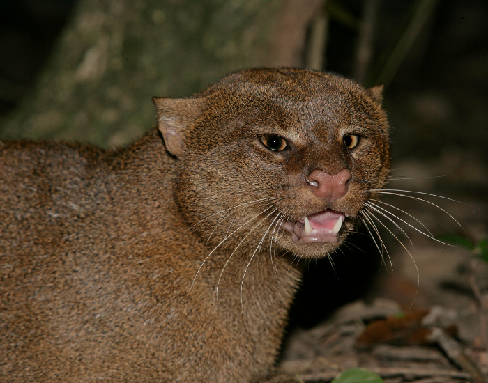  jaguarundis are diurnal cats most active during early morning