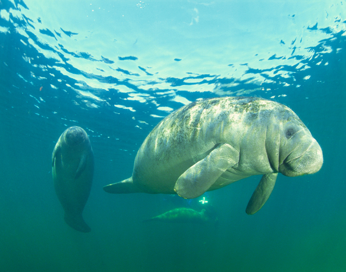Manatee mom swimming with baby