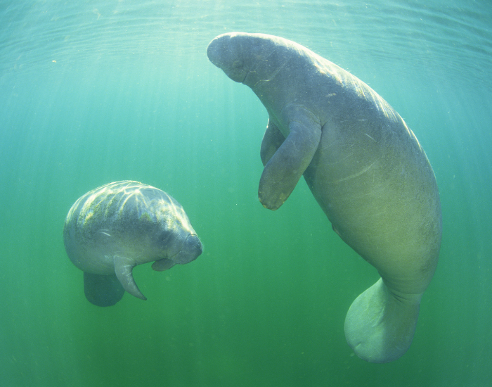 manatee mother and calf floating swimming