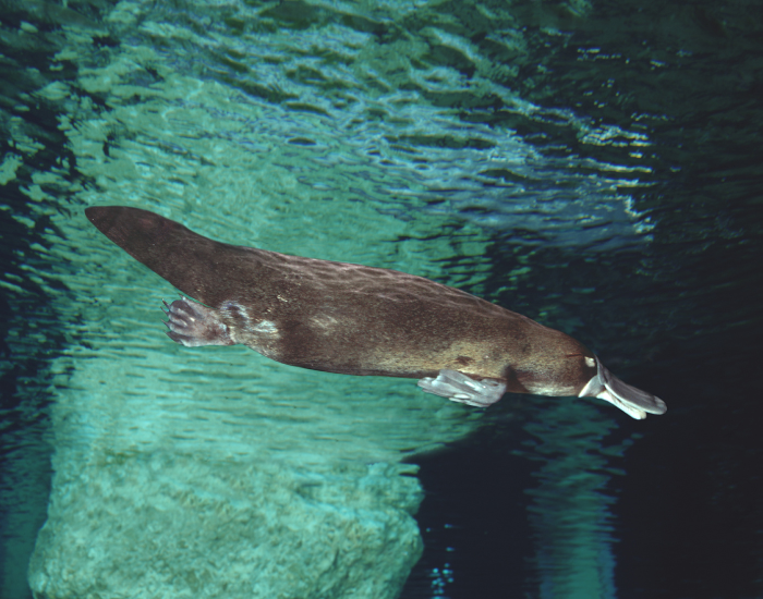 underwater-platypus.webp platypus swimming under water