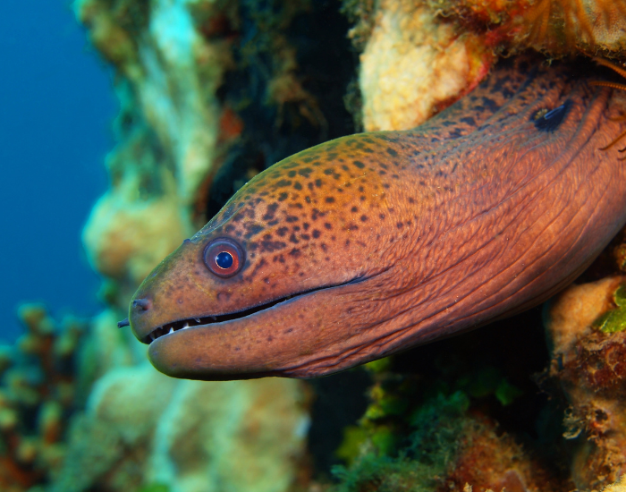 moray eel underwater photo