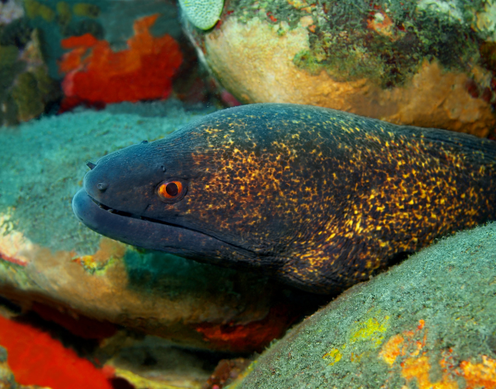 moray eel within rick in a reed
