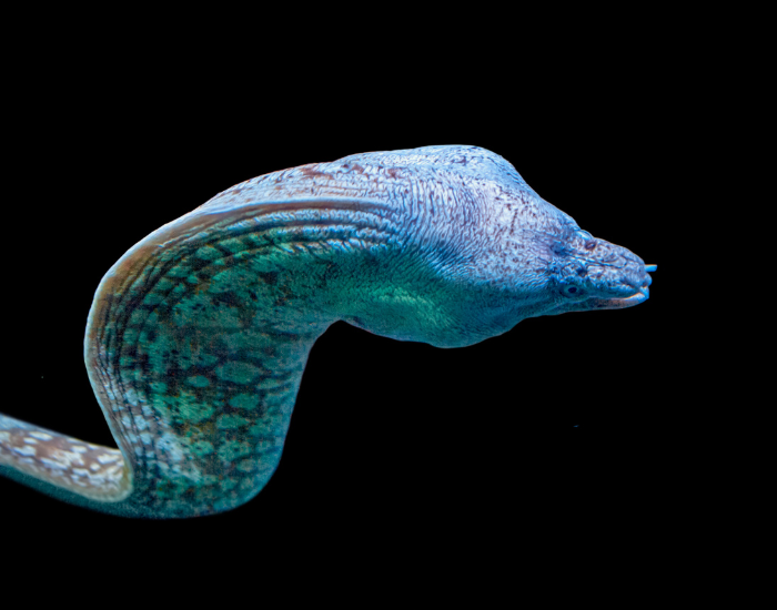 moray eel swimming in black background