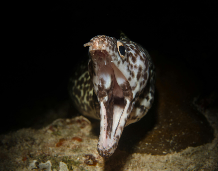 close up of a moray ell in the dar opening its mouth