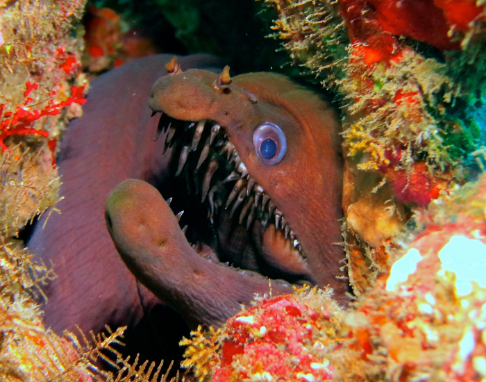 MOray eel hidden on a coral underwater