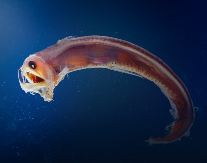 Sloane viperfish close up
