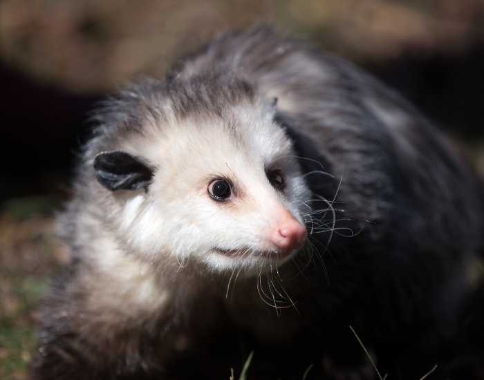virginia-opossum-1.webp close up of a virginia opossum
