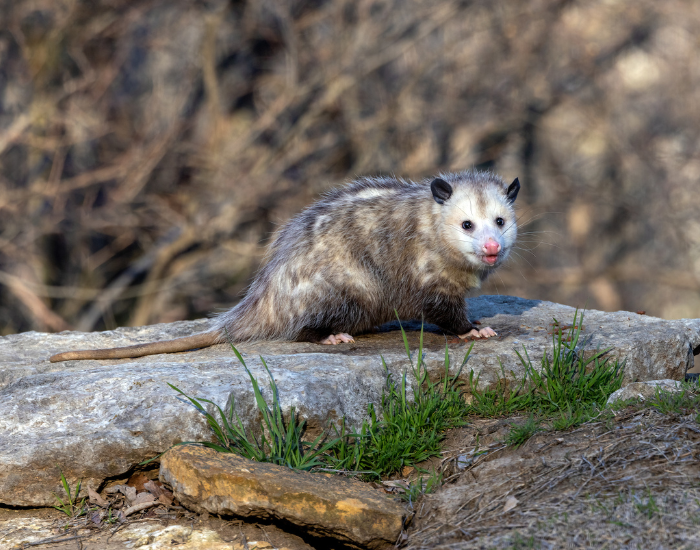 virginia-oppossum.webp opossum walking over a rocky outcrop