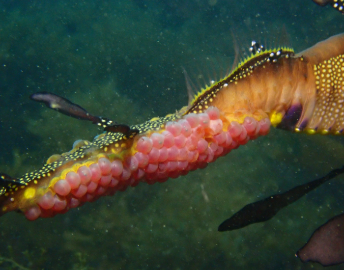 weedy-sea-dragon-eggs.webp weedy sea dragon eggs close up in the ocean