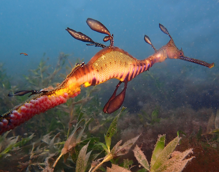 weedy sea dragon swimming in the ocean