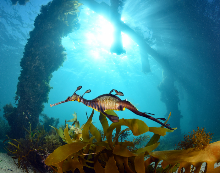 weedey-dragon-3.webp weedy sea dragon swimming in the ocean