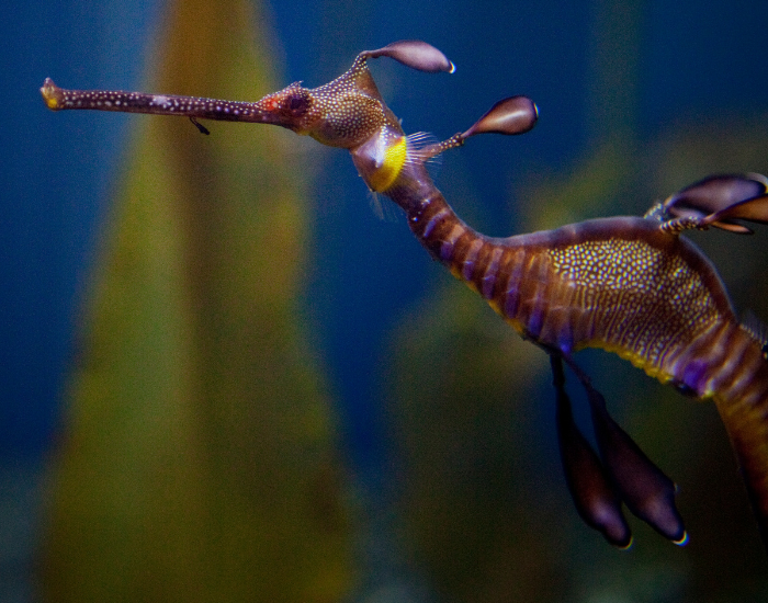 weedey-dragon.webp Weedy sea dragon close up in the ocean