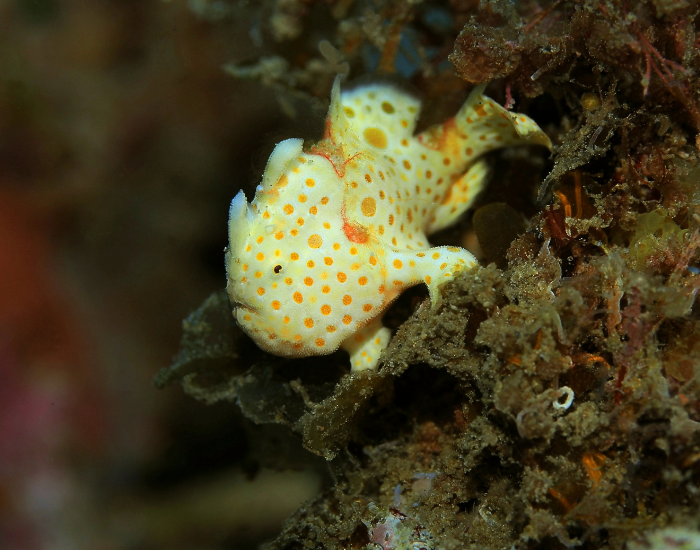 small white anglerfish laying over ocean coral