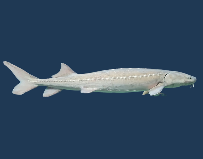white-sturgeon-.webp white sturgeon with blue background
