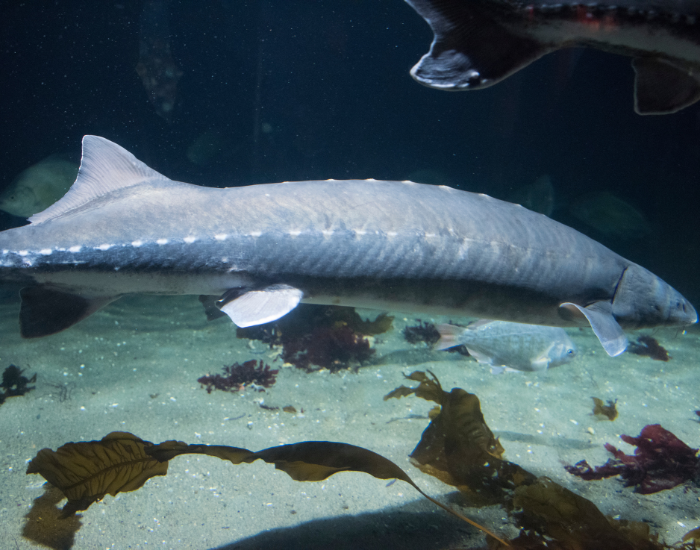 white-sturgeon-Acipenser-transmontanus.webp Close up of a white sturgeon
