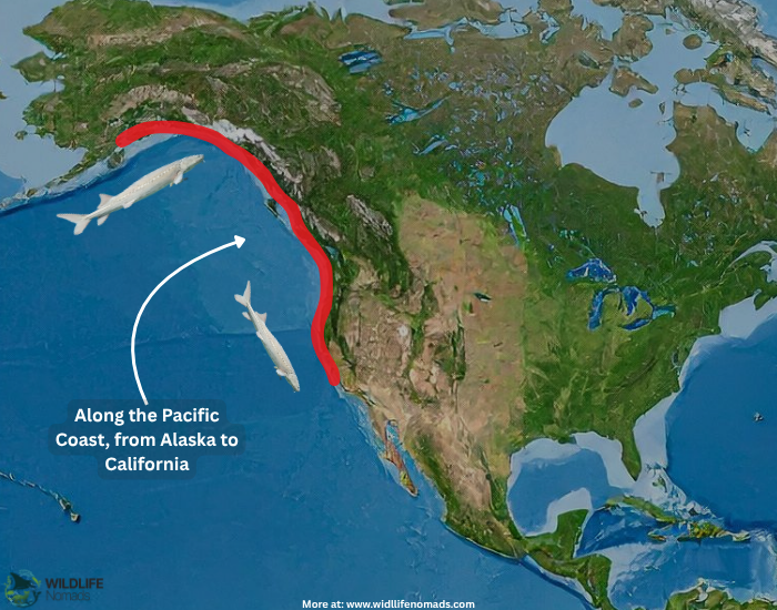 white-sturgeon-distribution.webp white sturgeon distribution map