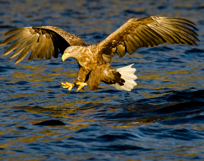 white tailed eagle flying just above water