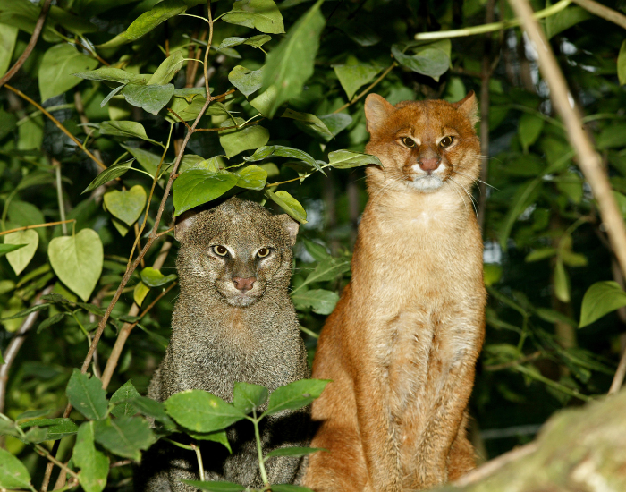 wild-jaguarundi-colors.webp two jaguarundis with two different color in the wild