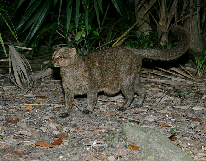 jagourandi walking on the ground