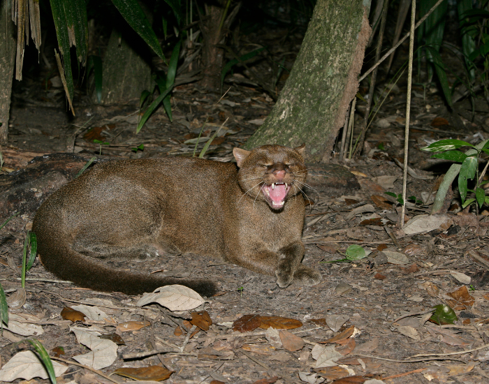 wild jaguarundi  in its habitat