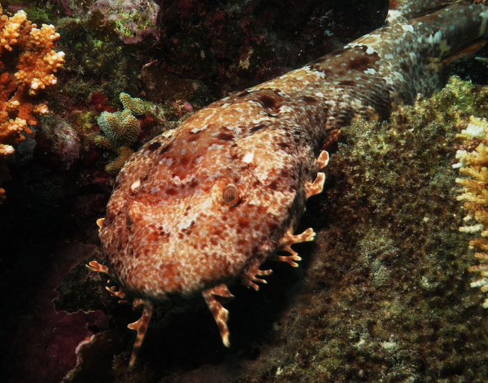 wobbegong-close-up-3.webp bottom dwelling wobbegong swimming through a coral