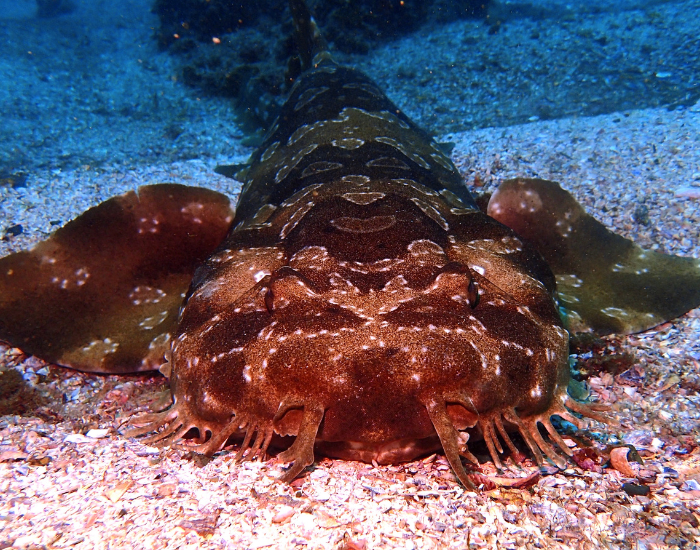 wobbegong-close-up-4.webp Close up of a wobbegong shark