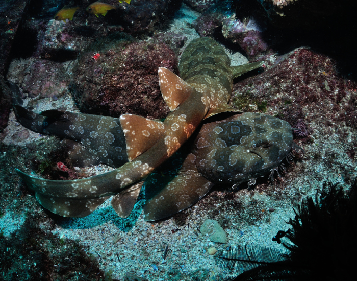 wobbegong-coral-swimming.webp two spotted Wobbegongs very well camouflaged at the bottom of the ocean with corals near by