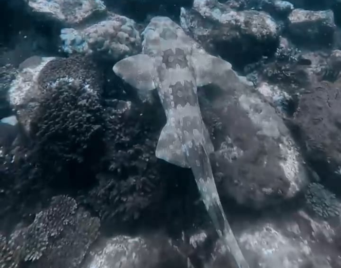 wobbegong-gold-coast-2.webp Wobbegong swimming