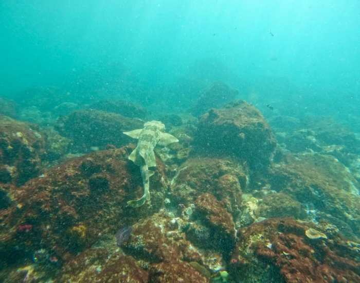 wobbegong-gold-coast.webp wobbegong swimming