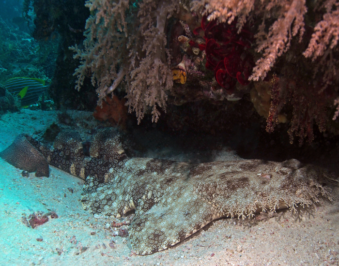 wobbegong-laying-bottom.webp wobbegong laying on the ocean floor underneath a cave